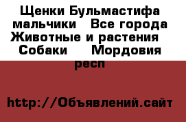 Щенки Бульмастифа мальчики - Все города Животные и растения » Собаки   . Мордовия респ.